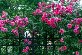 有院不栽狼牙棒！5种花草植物都属于“狼牙棒”，你家栽种了吗？图片