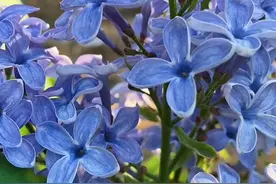 馥郁滇丁香，介绍与养护图片