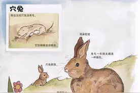 爱吃好斗、五色眼珠......聊聊小兔子的那些奇闻异事图片