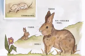 爱吃好斗、五色眼珠......聊聊小兔子的那些奇闻异事图片