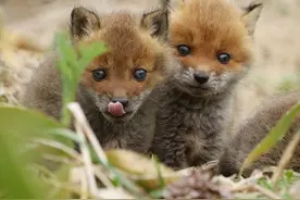 软萌可爱的狐狸幼崽，心都要融化了图片