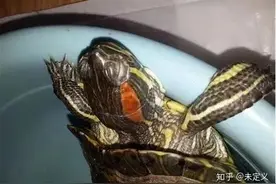 乌龟白眼病（我的自治方法）图片