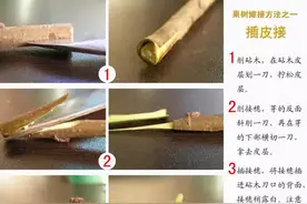 农业知识｜果树12种嫁接法演示图图片