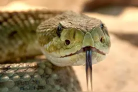 拥有热感应追踪能力的毒蛇，能将雄性的精液保存五年之久图片