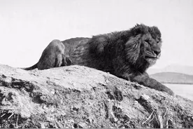 非洲巨狮索罗神似吕布，空有狮王之躯却无狮王之心，一生都在逃窜图片