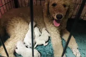 自家萨摩耶与贵宾犬结合产子，“儿子变女婿”，主人尴尬煲汤伺候图片