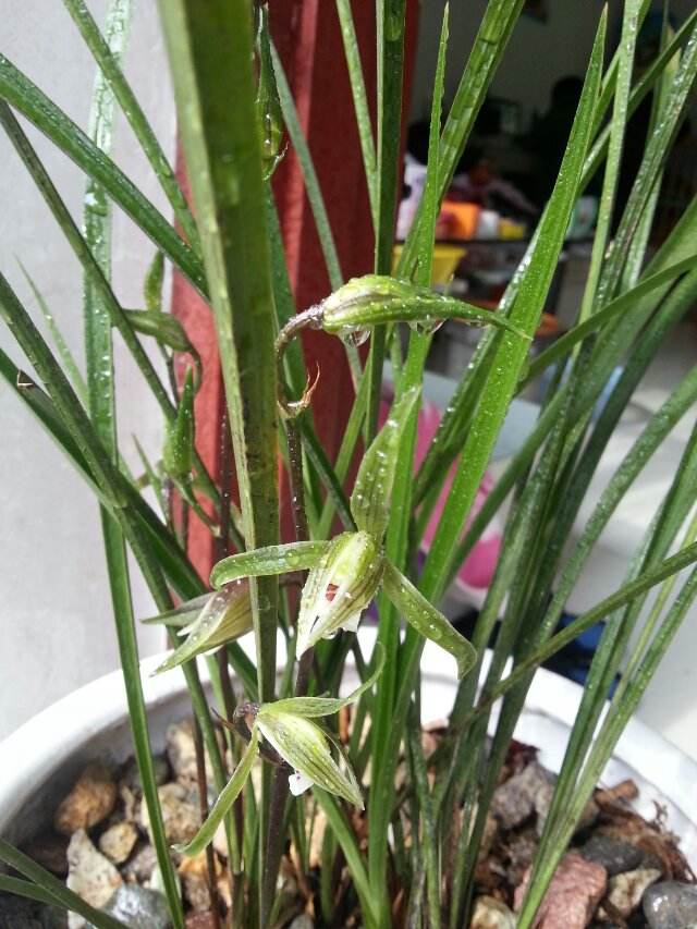 兰花,多肉其实很好养,新手掌握"共通4要素",10盆可保8盆