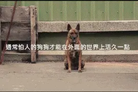 不亲人的流浪狗，才能在外面活的久一点？图片
