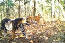 作为卡齐兰加的传奇猛兽：虎王想低调，可实力不允许啊图片