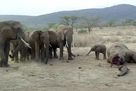 感人大象：帮助倒地的陌生同类，死后送行，可惜小象不久也去世图片