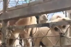 带血的“盲盒生意”：活体宠物9块9包邮，有人还抽到过动物尸体图片