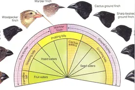 从“问题少年”到生物学家：达尔文用行动证明热爱的力量图片