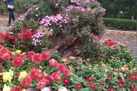 青岛中山公园图片