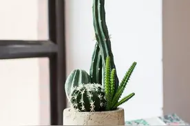 仙人掌、芦荟、沙漠玫瑰、一叶兰，耐旱、耐阴，能随便折腾图片