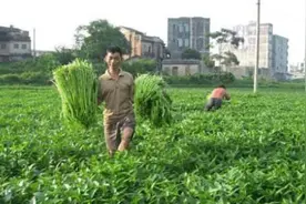 中国吃不完喂猪的蔬菜，取了个洋名字出口到美国，竟比肉还贵图片