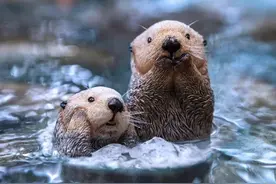 可怕的繁殖过程，海獭蠢萌的外表下，是生物圈的黑暗王者图片