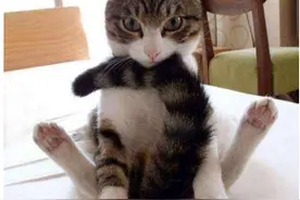 猫咪为什么喜欢玩自己的尾巴？不仅仅是好玩这么简单图片