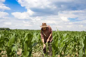 在农村种地，农民总为“杂草”发愁怎么办？这个方法用好锄草不难图片