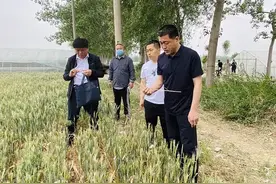 李永辉调研菏泽高新区小麦病虫害防治工作图片