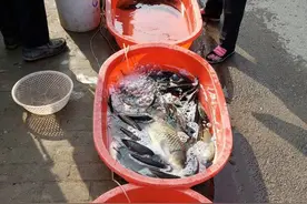 野生鱼和养殖鱼的区别，认准后不再上当图片