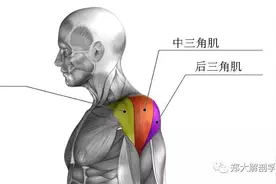 侧平举，你真的做对了吗？看完这篇文章相信你会大有收获！图片