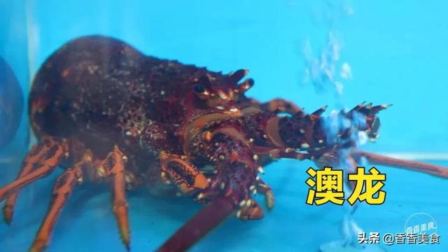 鹅蛋能和花胶一起吃了 2026年鹅蛋能和花胶一起吃了会中毒吗