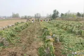 多地遭遇滞销，数百万斤没人收购，农民很着急：霜冻就玩完了图片