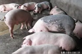 农村散养11头猪半年，纯赚4万块钱，你认为这收益高吗？图片