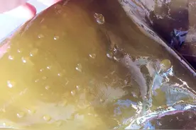 泡海带时，上面总是有小疙瘩，能吃吗？注意以下几点，别乱吃了图片