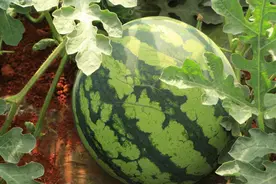 昨天刚给西瓜施了底肥，夜里就下起了雨，肥料中的养分会流失吗图片