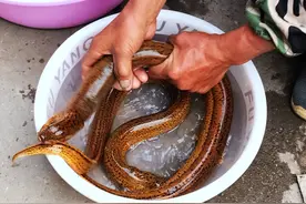 为什么在民间传说中，鳝鱼是好色之徒？这与它的生理特征有关图片