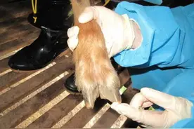 羊口蹄疫什么症状和表现？羊五号病咋预防？羊五号病最佳治疗方法图片