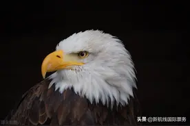直飞美国，上海直飞赴美航班汇总图片