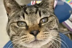 老板养狸花猫招揽生意，9年了生意没改善，撸猫的比消费的还要多图片