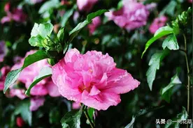 木槿花漂亮好养，学会扦插繁殖，来年就能观花图片