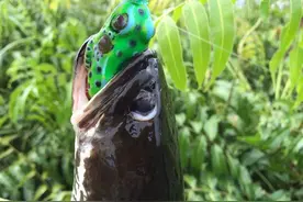 黑鱼是水中霸王，却因为保护幼子而被猎杀，这样的钓鱼该不该要图片