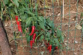 红辣椒，大部分人的喜好，季节性的礼物。图片