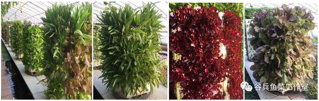 鱼菜共生的痛点—技术