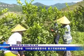 望谟蔗香镇：1500亩柠檬喜获丰收 助力百姓持续增收图片