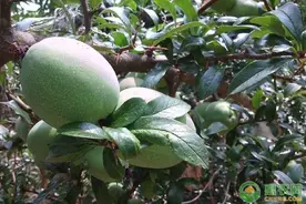 知道它功效的人那么多，可你知道它怎么种植吗？图片