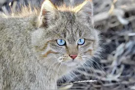 荒漠猫带4只宝宝现身祁连山，母猫怀孕后独居，霸占旱獭的洞生崽图片