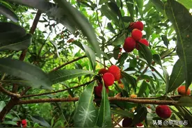 重庆綦江：夏季杨梅 抢“鲜”上市图片