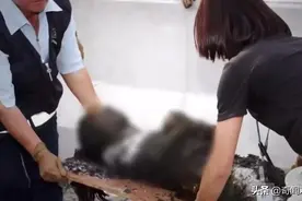 马来西亚28岁年轻少妇，晚宴后离奇失踪，被找到时已成黑炭图片