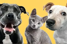 我花费2个月调研了64个出海宠物品牌（上）图片