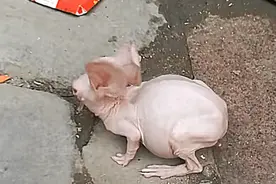 路边买了只小白兔，养了半个月，毛全部掉光光，模样看着吓人图片