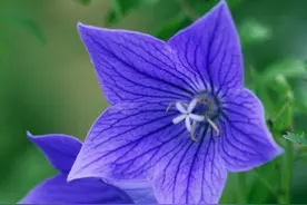 《菜根谭》：清高之人，多一些意气，少一些犹豫，就能成就好性格图片