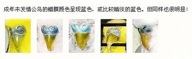 虎皮鹦鹉鱼鳞和珍珠图片