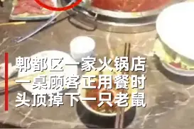 吃火锅时“天降老鼠”厨师淡定拎走踩死 店方：正联系灭鼠公司灭杀图片