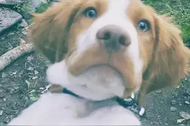 一场意外的变故，让我家狗子学会了直立行走图片