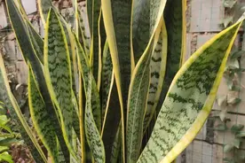 虎皮兰打卷发芽少，避开这“三怕”，“撒欢长”养成苍劲小老桩图片